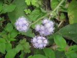معرفی و راهنمای پرورش گیاهان زینتی - گل ابری